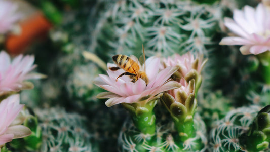 Die Bienenatmung – Brahmari Pranayama